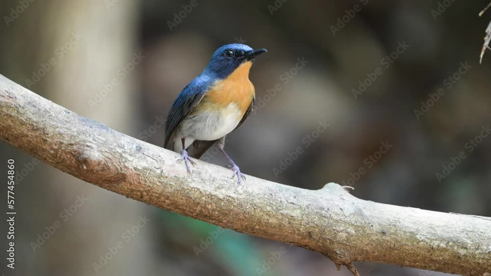 Tickell's Blue Flycatcher on a branch Tickell's Blue Flycatcher on a branch