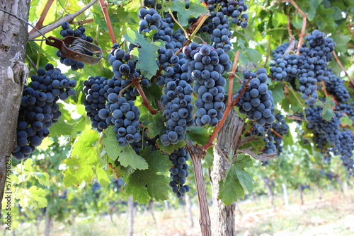 Beautiful grapes in the French Bordeaux. The grapes are almost harvested.