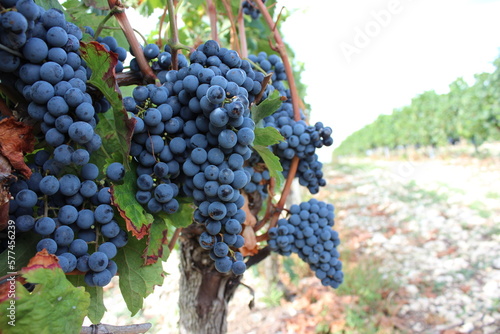 Beautiful grapes in the French Bordeaux. The grapes are almost harvested.