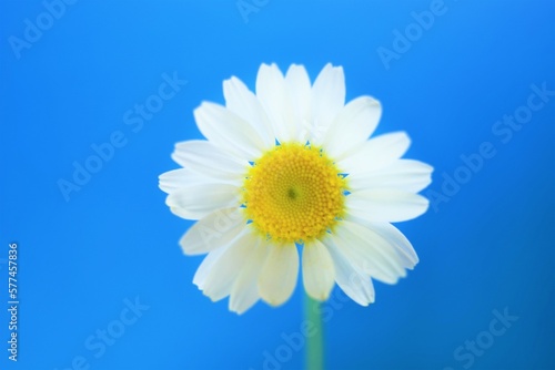 White chamomile flower on a vivid blue background