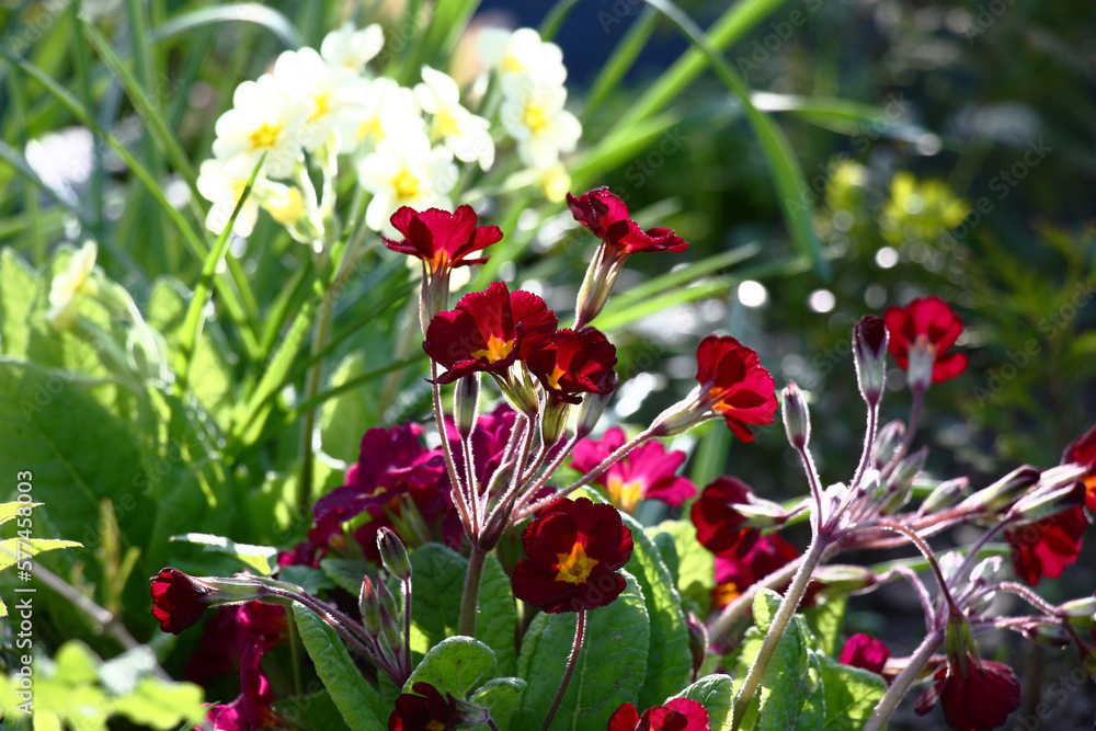 Sunny spring day. In a flower bed different primroses plentifully blossom. Different inflorescences, different colors. Sunny spring day. In a flower bed different primroses plentifully blossom. Different inflorescences, different colors.