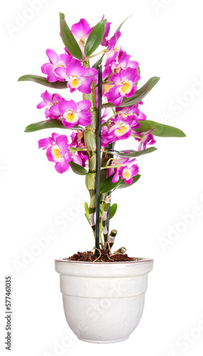 Potted pink Dendrobium orchid  transparent background