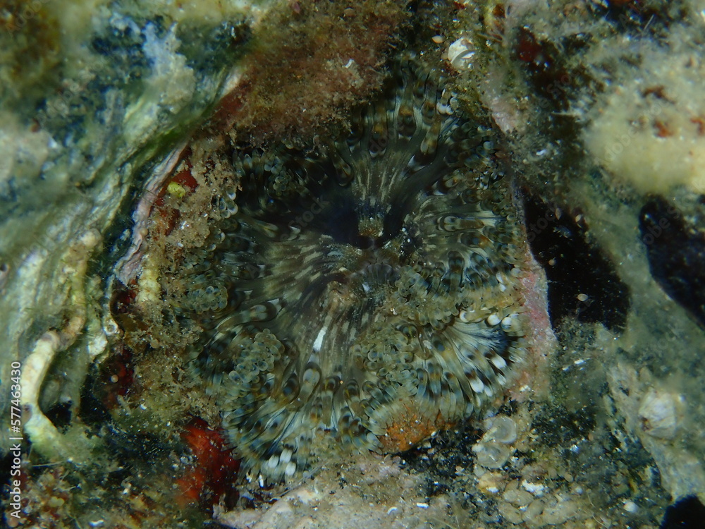 Natural surrealism or psychedelic art. Accidental shot of Daisy anemone (Cereus pedunculatus) out of focus close-up undersea, Aegean Sea, Greece, Halkidiki Natural surrealism or psychedelic art. Accidental shot of Daisy anemone (Cereus pedunculatus) out of focus close-up undersea, Aegean Sea, Greece, Halkidiki