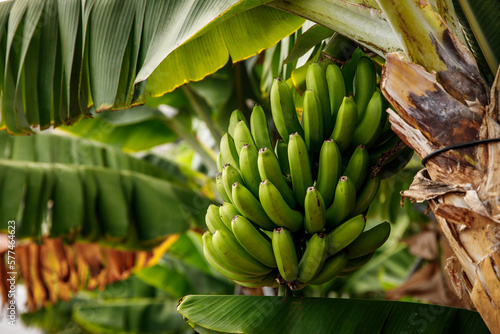Banana tree with bunch of growing green bananas, plantation rain-forest background.