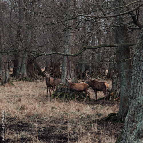 Close up shot of a group of deer with antlers in Dyrehavn close to Copenhagen, Denmark