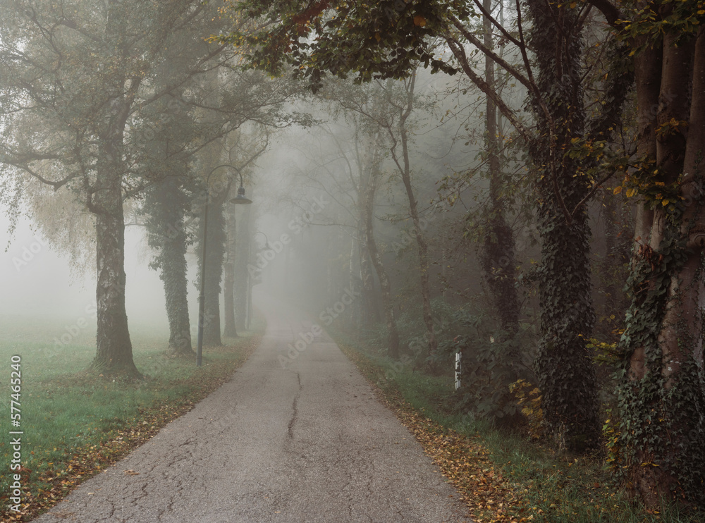 Misty street along dark autumn park in overcast weather Misty street along dark autumn park in overcast weather