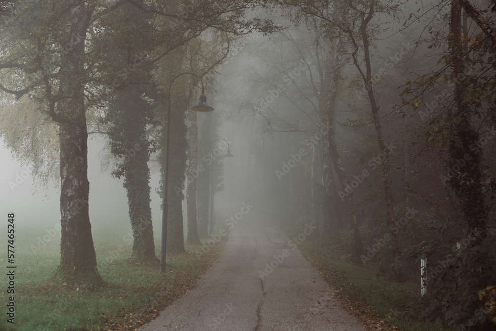 Misty street along dark autumn park in overcast weather Misty street along dark autumn park in overcast weather