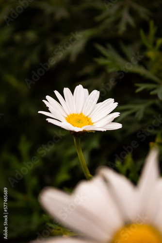 Close up of a white African Daisy flower (ID: 577465689)