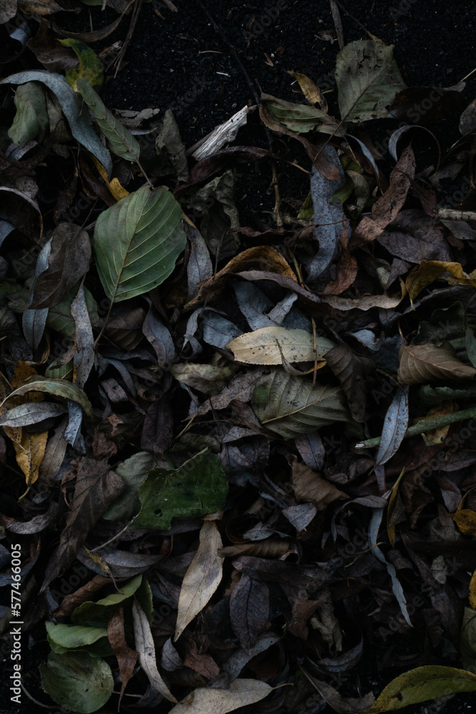 Fallen leaves on grass Fallen leaves on grass