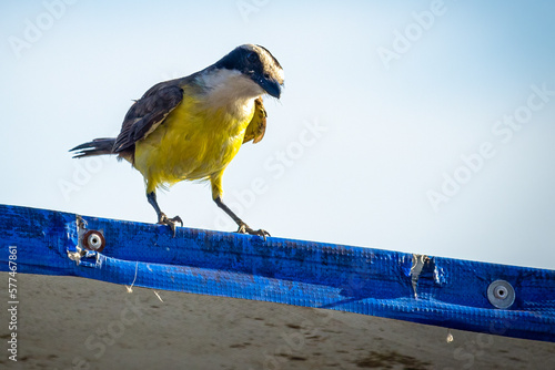 Fotografía Bird called in Brazil: bem te vi, scientific name: Pitangus sulphuratus, photo