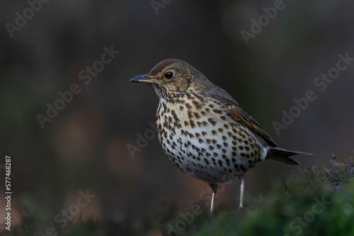  Song Thrush (Turdus philomelos) in the forest of the Netherlands. Copy space. 