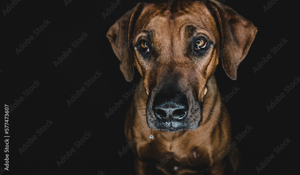 Purebred Ridgeback dog on black background Purebred Ridgeback dog on black background