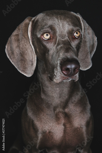 Wallpaper Mural Funny Weimaraner dog on black background Torontodigital.ca