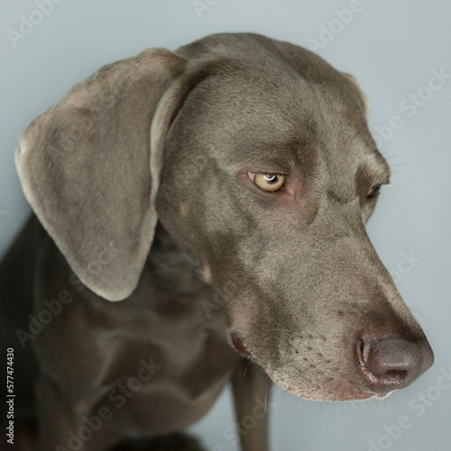Wallpaper Mural Funny Weimaraner dog on white background Torontodigital.ca