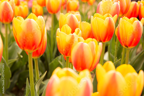 tulips at the flower field