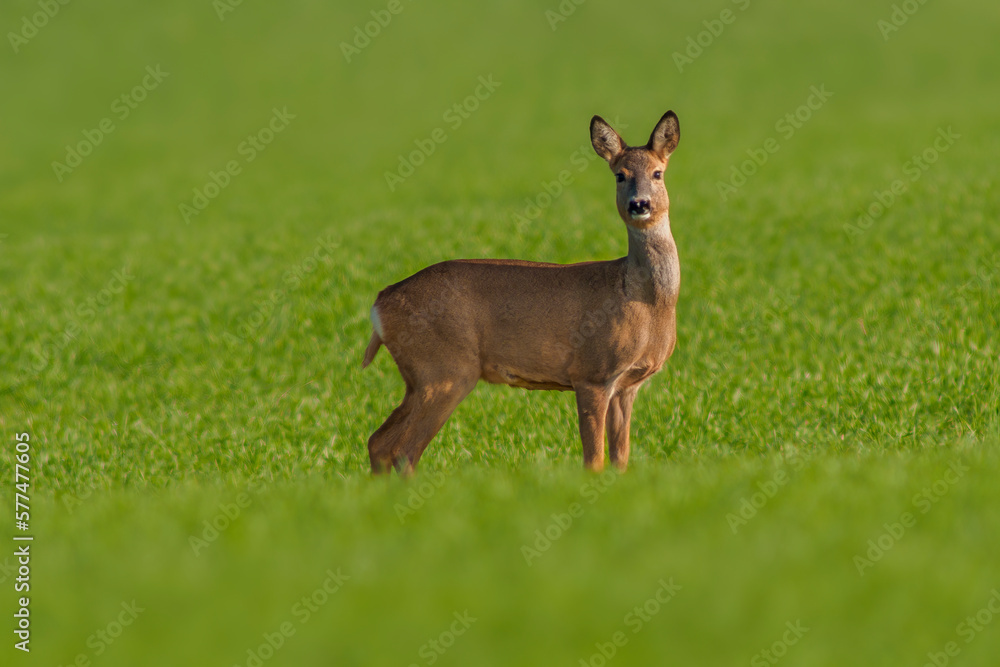 one beautiful doe doe standing on a green field in spring one beautiful doe doe standing on a green field in spring