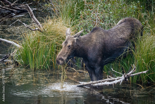 Moose cow eating water vegetation standing in a pond of the Grand Tetons National Park, Wyoming © tomolsonphoto.com