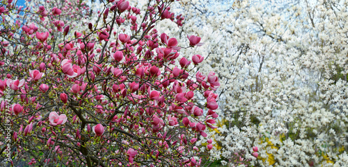 Magnolia tree in bloom. Branches of magnolia tree with abundance of flowers in spring time. Spring or gardening background. 