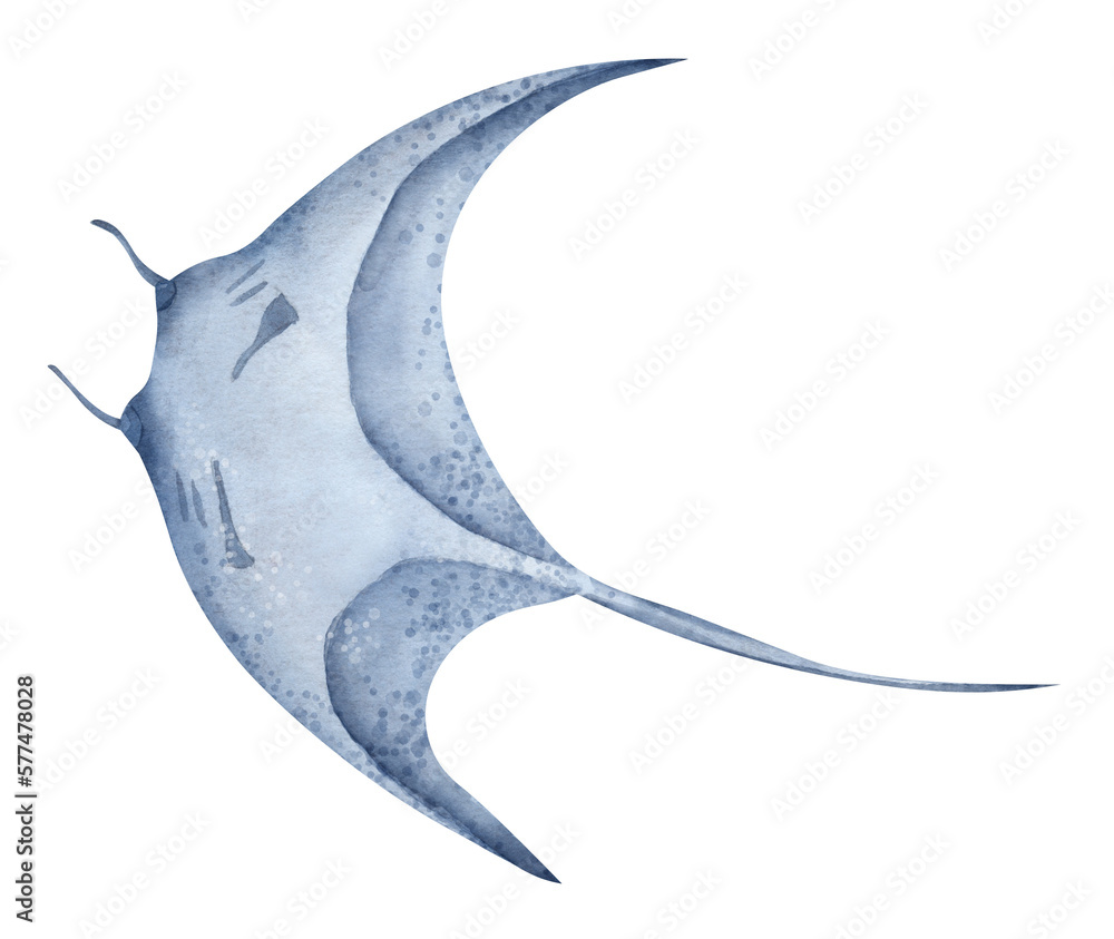 String Raytrue Color Ray Fish. Watercolor hand drawn illustration of Stingray on isolated ...