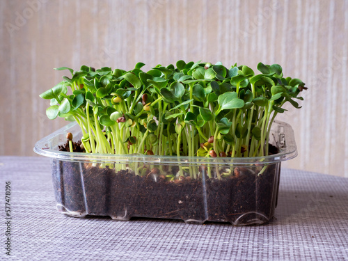 Photos Radish Daikon microgreens growing in a plastic punnet