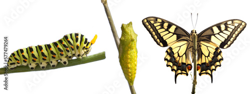 Foto Transformation of common machaon butterfly emerging from cocoon iisolate on tran