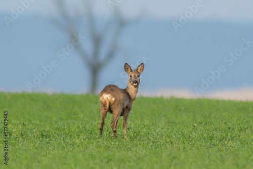 one beautiful doe doe standing on a green field in spring