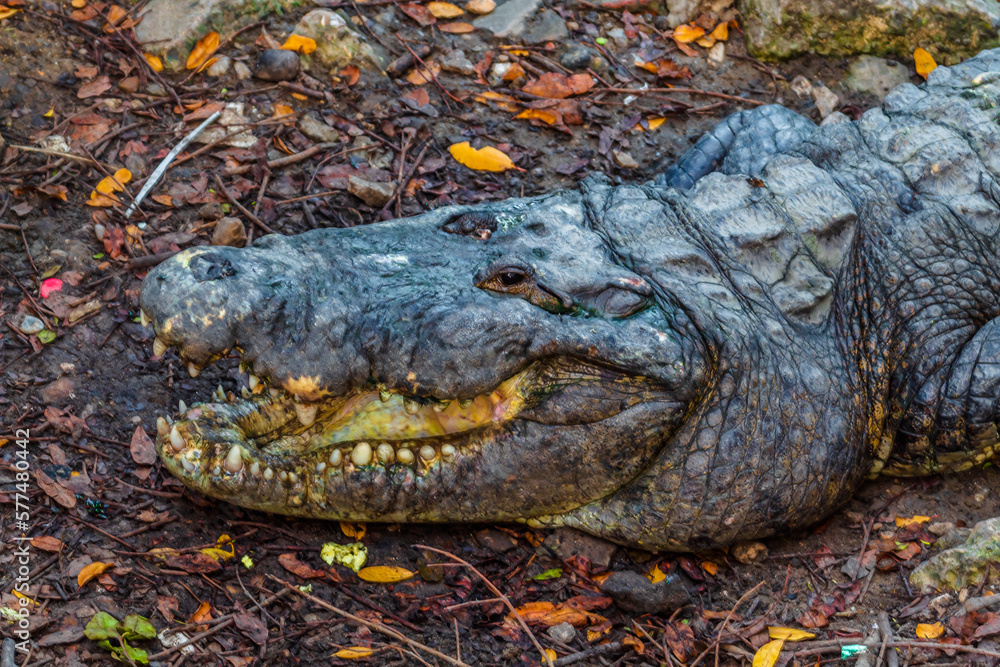 Fototapeta premium crocodile in lagoon with green reflection, tampico tamaulipas