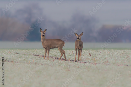 one group of deer in a field in winter
