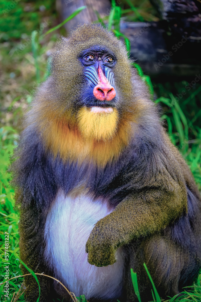 Obraz premium Lovely Mandril primate monkey resting, shy eyes, Congo, Africa Equatorial