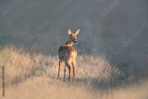 Fototapeta Naklejka Na Ścianę i Meble -  one beautiful roe deer doe stands on a meadow in summer