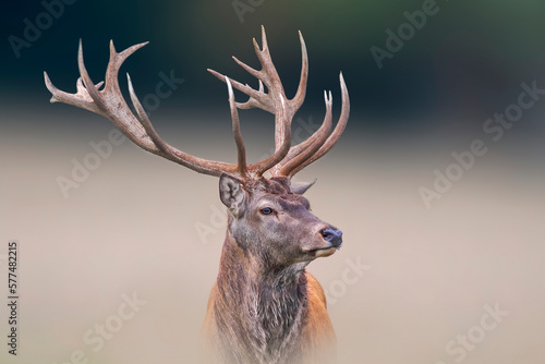 one portrait of a pretty red deer buck © Mario Plechaty