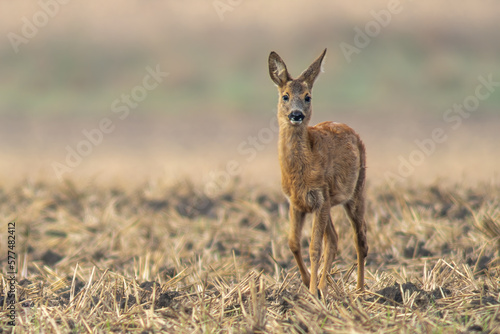 one young roebuck stands on a harvested field in autumn