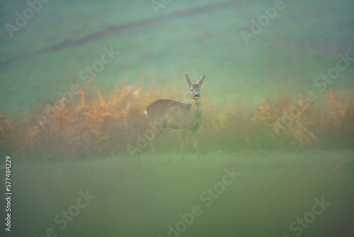 one young roebuck hides in a meadow in summer