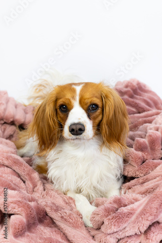 Fototapeta Naklejka Na Ścianę i Meble -  Adorable domestic Cavalier King Charles Spaniel pet. Sweet female dog sits cute in a fluffy pink blanket as a bed. Puppy at studio with white background and copy space. 