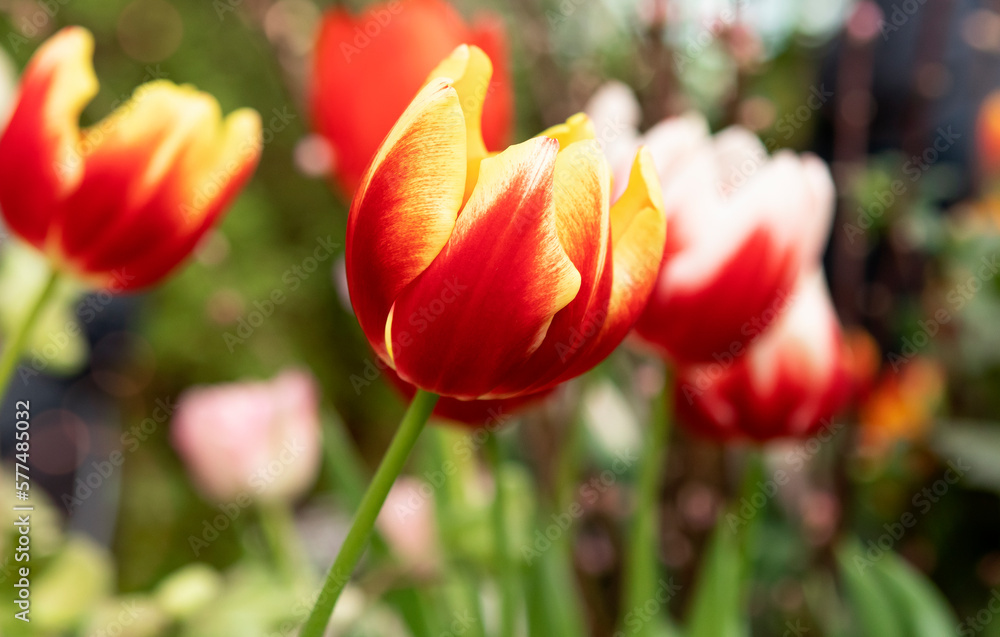 Red and yellow tulips flowers in the garden Red and yellow tulips flowers in the garden