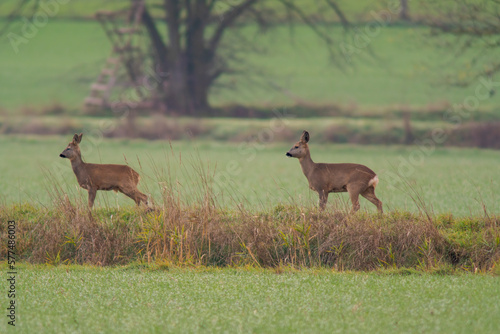 group of roe deer in a field in autumn