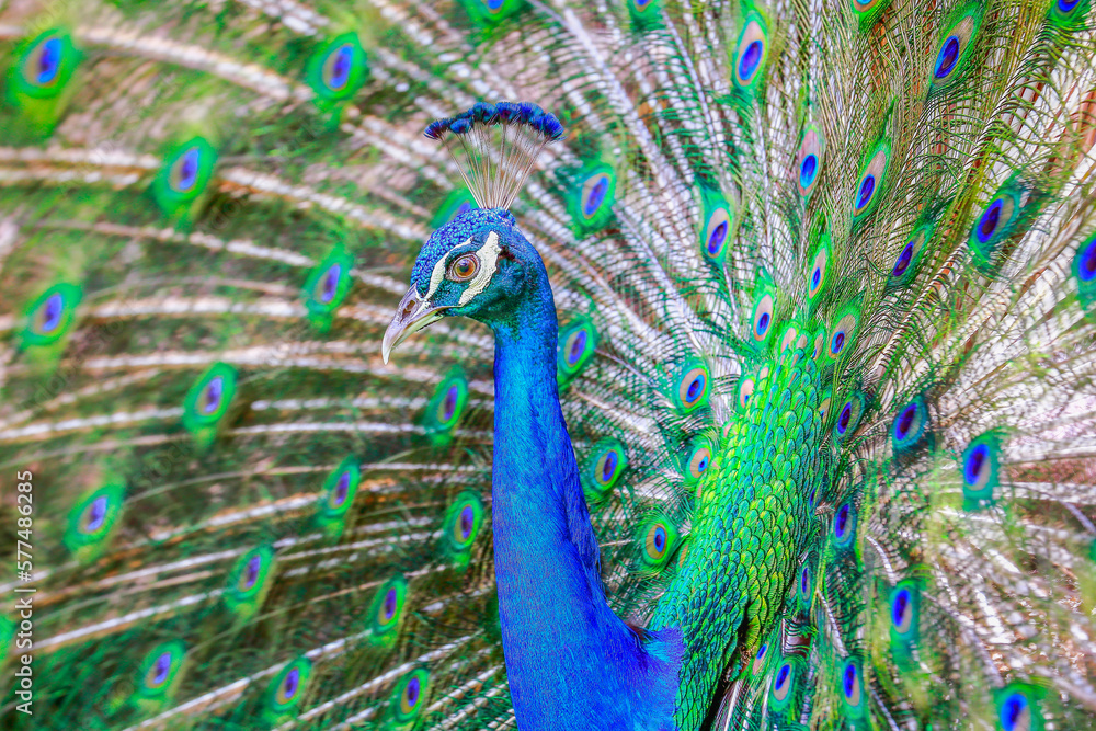 Beautiful blue male Peacock with feathers fanned out