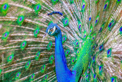 Obraz na płótnie Beautiful blue male Peacock with feathers fanned out w salonie