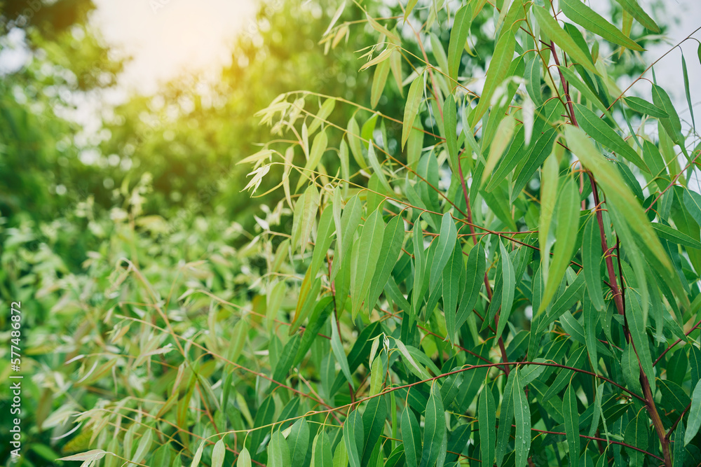 Eucalyptus leaves. branch eucalyptus tree nature background Eucalyptus leaves. branch eucalyptus tree nature background