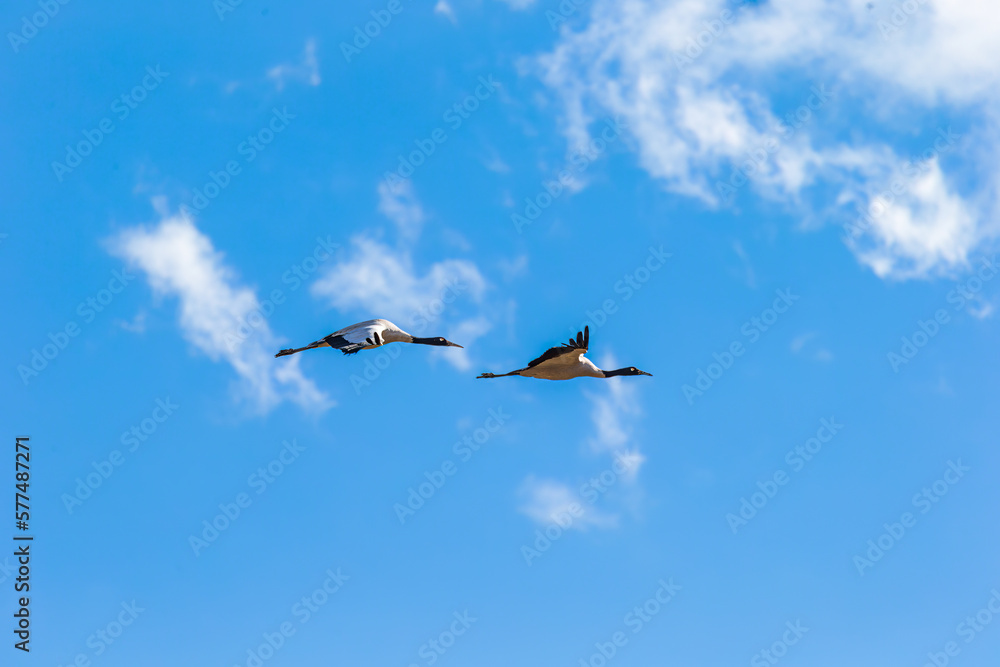 Black-necked cranes in flight over Phobjikha valley, Bhutan