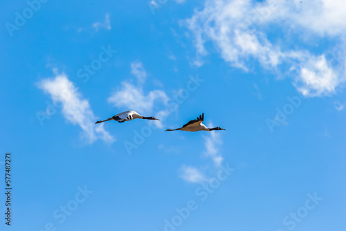 Black-necked cranes in flight over Phobjikha valley, Bhutan