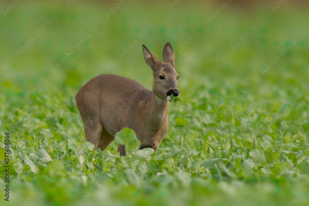 Fototapeta premium one beautiful doe doe standing on a green field in spring