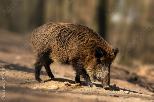 a wild boar in a deciduous forest in autumn