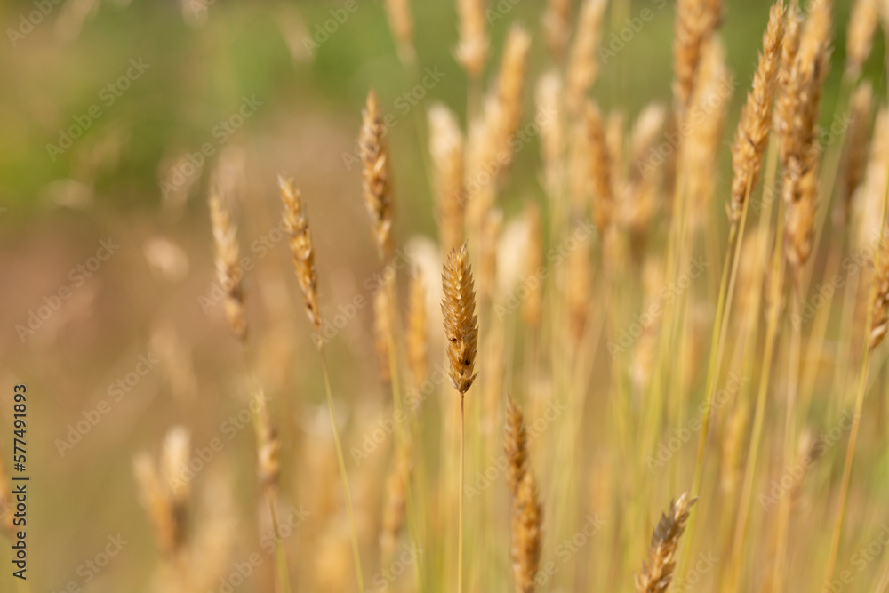 Anthoxanthum odoratum golden spikelets in a summer field Anthoxanthum odoratum golden spikelets in a summer field