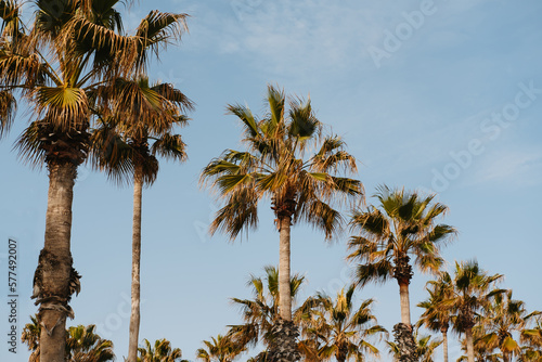 Low angle shot of some urban green palm trees and blue sky in Barcelona.