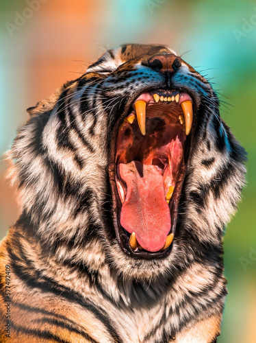 one handsome tiger shows his teeth and yawns