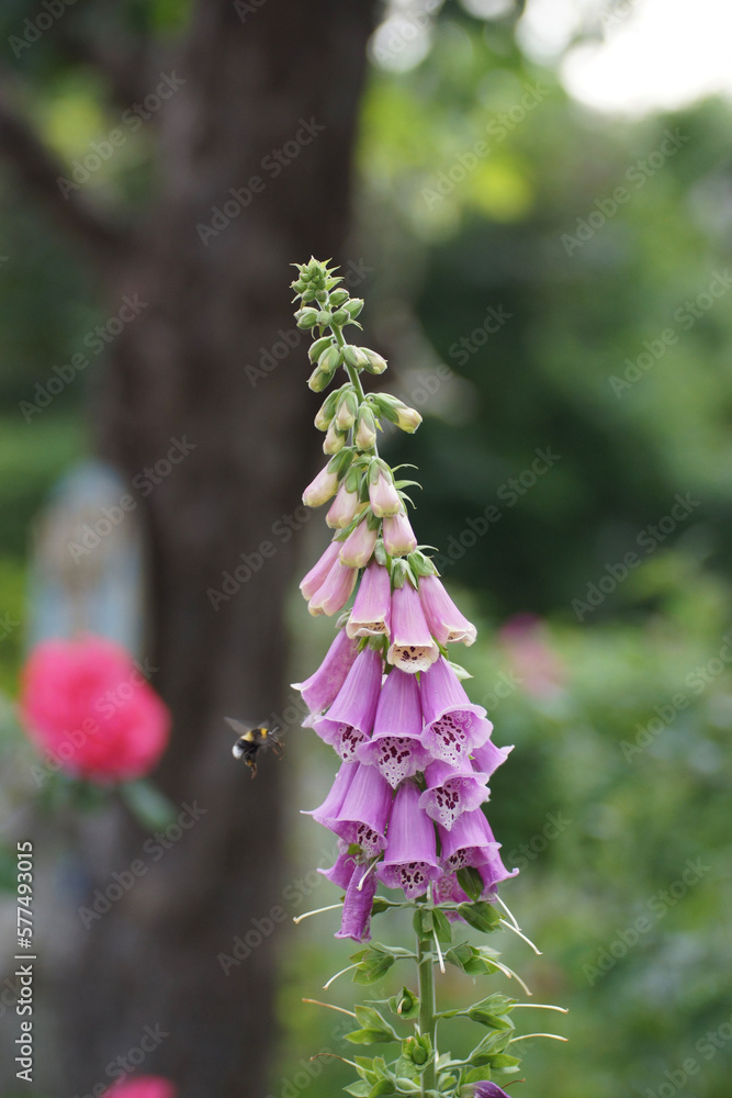 Obraz premium pink digitalis flowers 