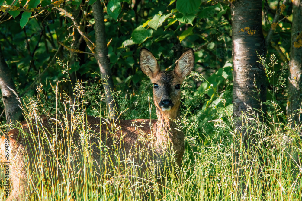 one beautiful roe deer doe stands on a meadow in summer one beautiful roe deer doe stands on a meadow in summer