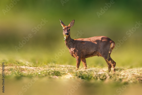 one beautiful roe deer doe stands on a meadow in summer