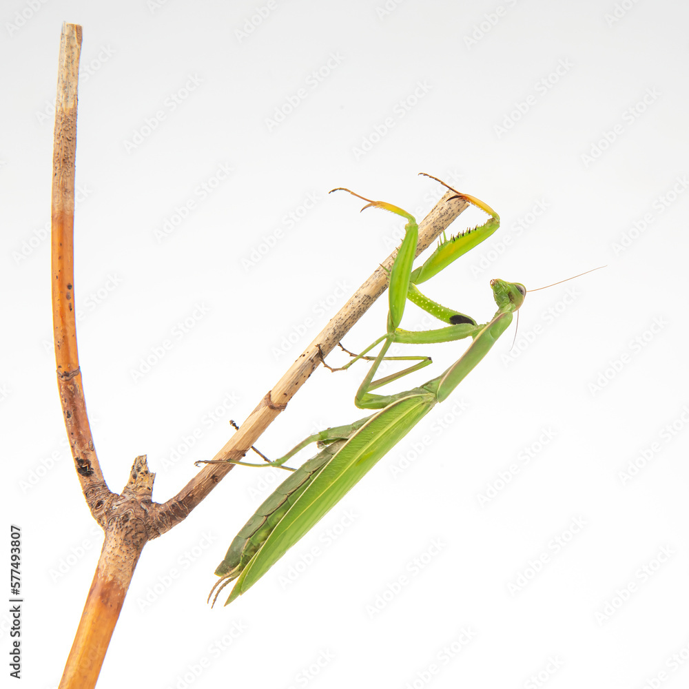 green praying mantis sits on a tree branch on a white background. insect predator. nature and zoology green praying mantis sits on a tree branch on a white background. insect predator. nature and zoology